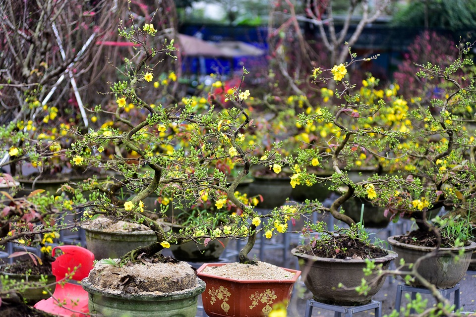 Mai vàng miền Nam đổ bộ xuống phố Thủ đô chào Tết - 4