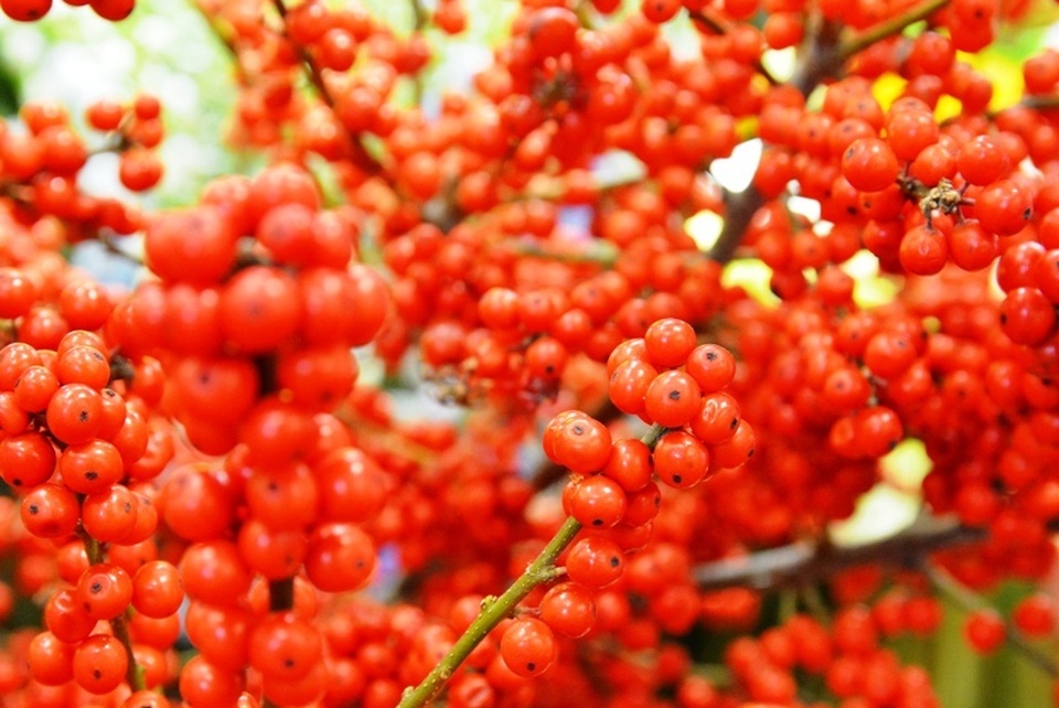 Hoa “độc”, lạ ồ ạt về Sài Gòn phục vụ Tết - 10