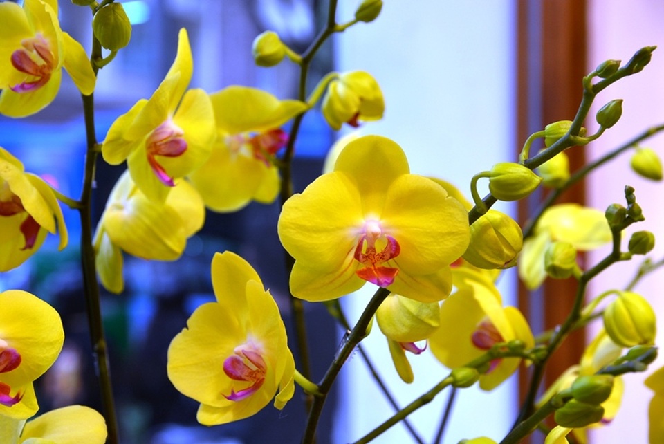 Hoa “độc”, lạ ồ ạt về Sài Gòn phục vụ Tết - 11