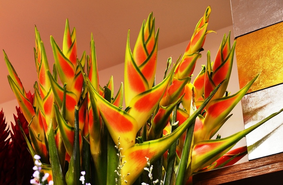 Hoa “độc”, lạ ồ ạt về Sài Gòn phục vụ Tết - 3