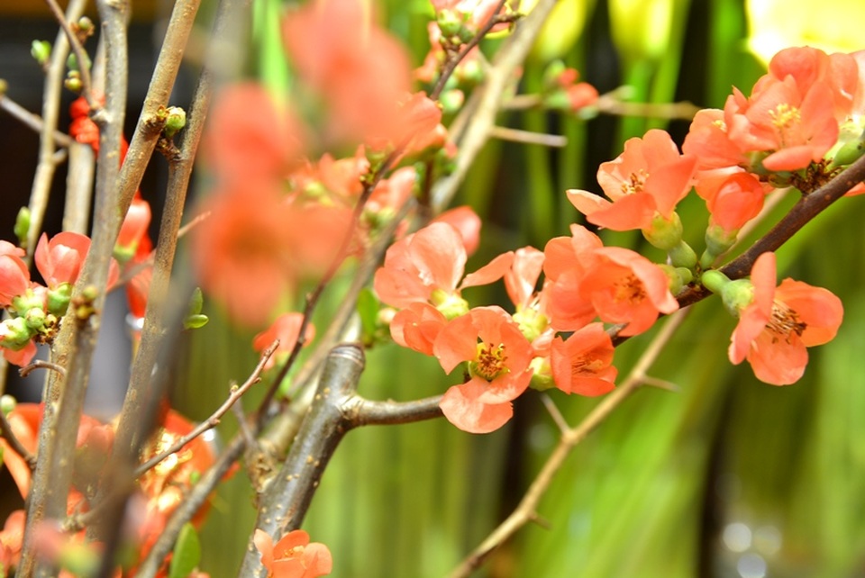 Hoa “độc”, lạ ồ ạt về Sài Gòn phục vụ Tết - 4