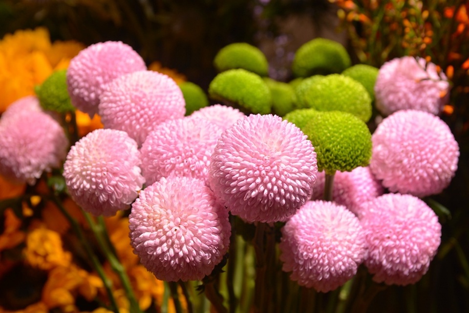 Hoa “độc”, lạ ồ ạt về Sài Gòn phục vụ Tết - 5