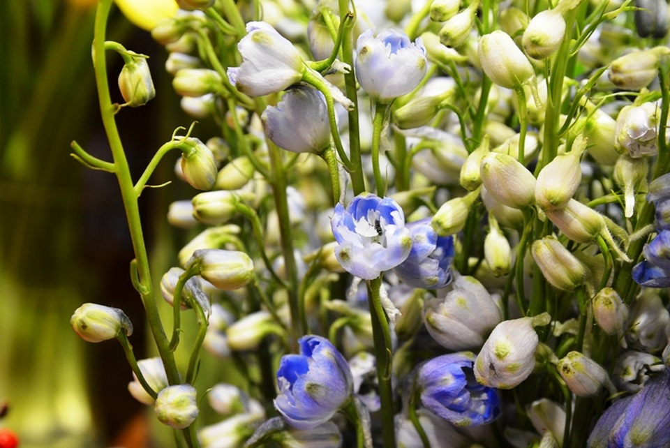 Hoa “độc”, lạ ồ ạt về Sài Gòn phục vụ Tết - 6