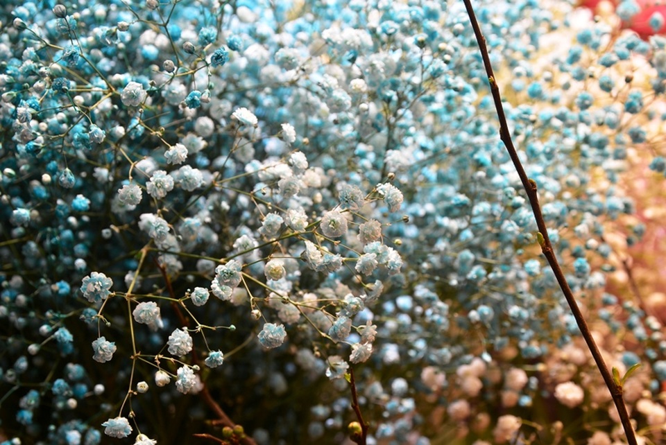 Hoa “độc”, lạ ồ ạt về Sài Gòn phục vụ Tết - 7