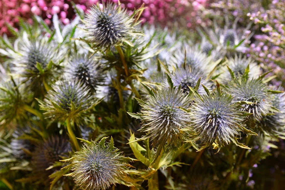 Hoa “độc”, lạ ồ ạt về Sài Gòn phục vụ Tết - 8