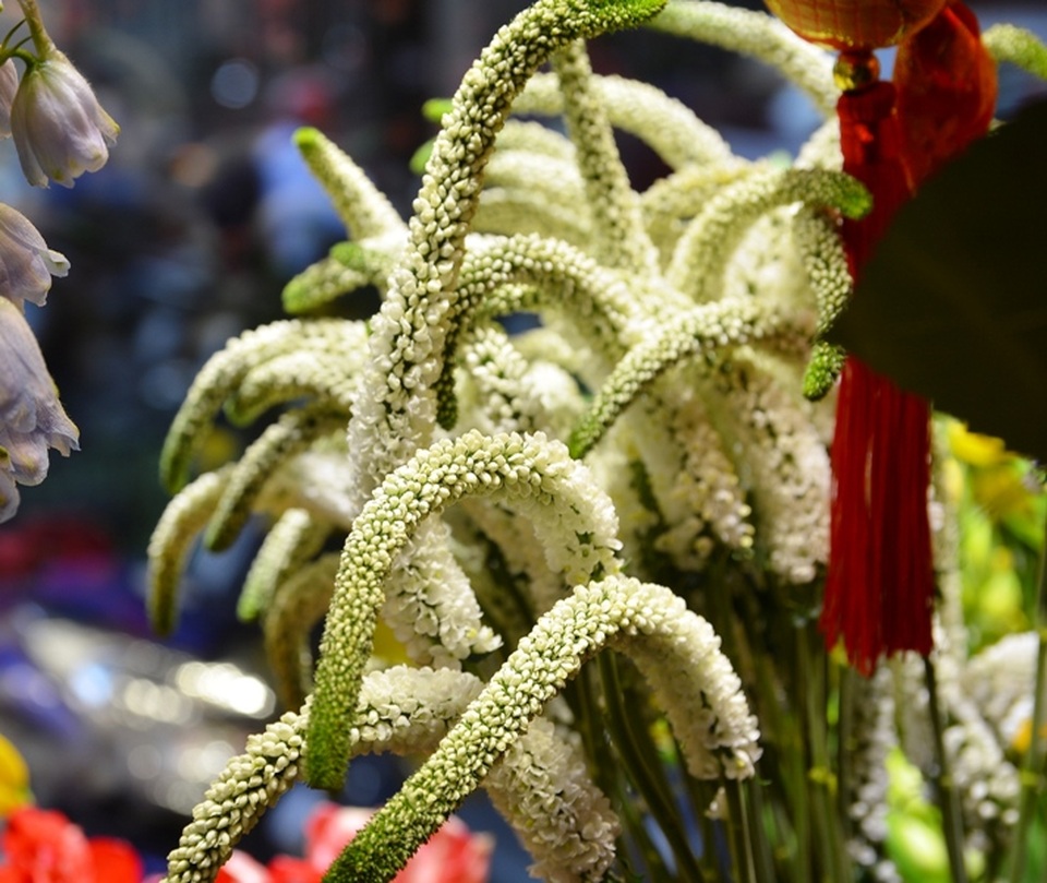 Hoa “độc”, lạ ồ ạt về Sài Gòn phục vụ Tết - 9