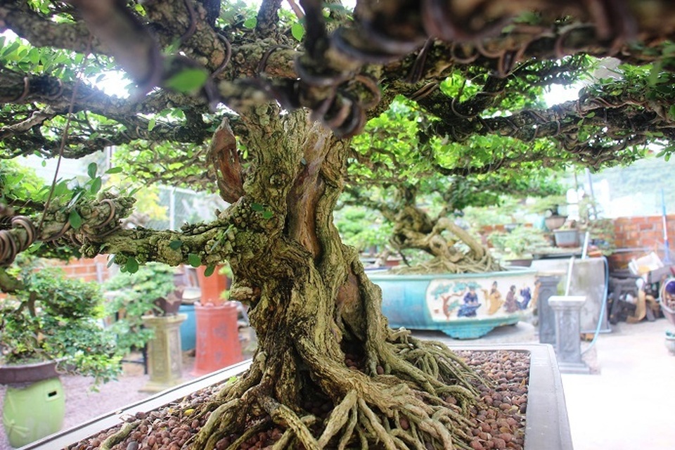 Bonsai cổ thụ dáng cực lạ giá cả trăm triệu ngóng đại gia dịp Tết - 10 Bonsai cổ thụ dáng cực lạ giá cả trăm triệu ngóng đại gia dịp Tết - 10
