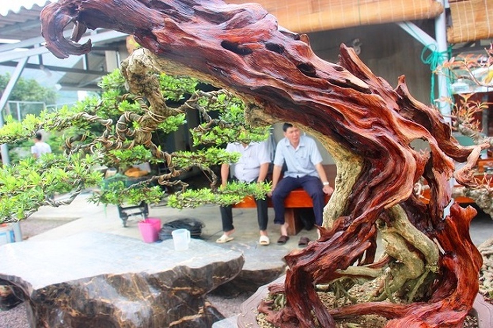Bonsai cổ thụ dáng cực lạ giá cả trăm triệu ngóng đại gia dịp Tết - 7 Bonsai cổ thụ dáng cực lạ giá cả trăm triệu ngóng đại gia dịp Tết - 7