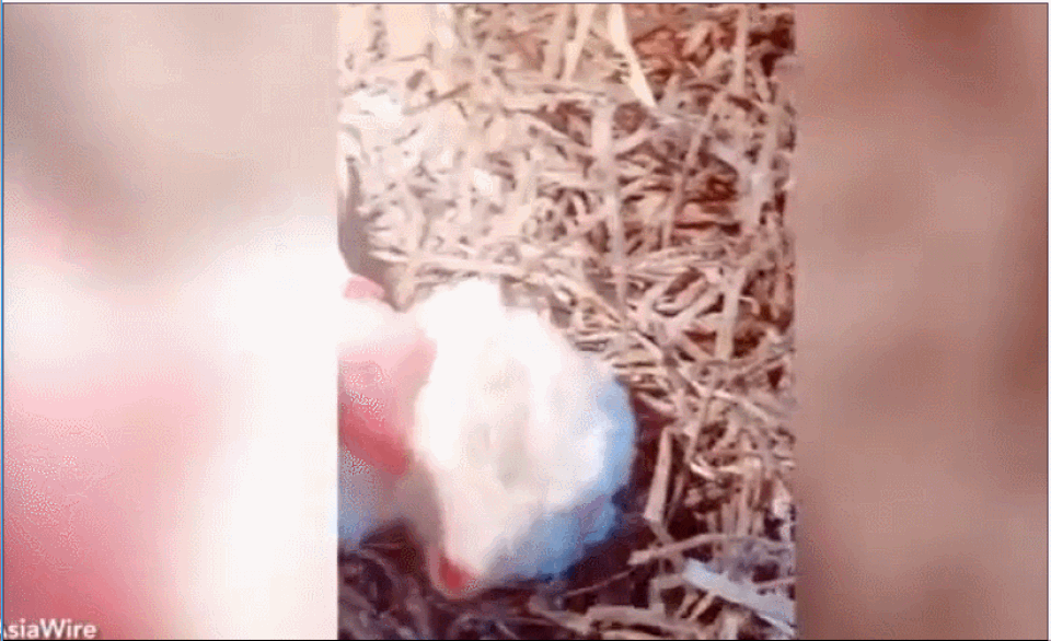 de dot bien.gif de dot bien.gif