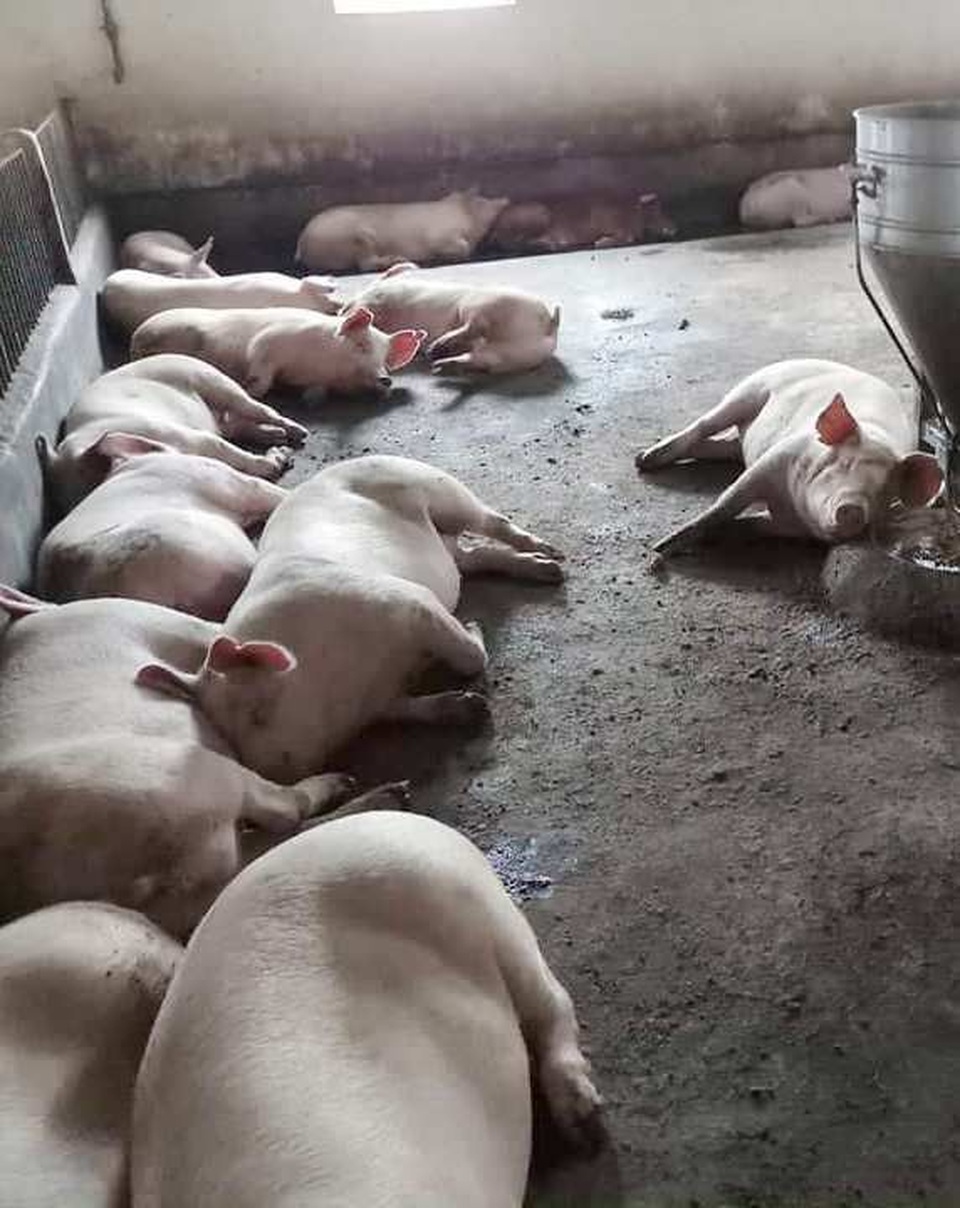 De nghi xu ly nghiem doanh nghiep de xay ra dich heo lo mom long mong 2.jpg De nghi xu ly nghiem doanh nghiep de xay ra dich heo lo mom long mong 2.jpg