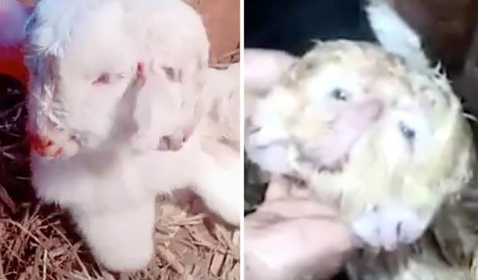 Dê đột biến hai đầu, ba tai xuất hiện tại Trung Quốc - 1 Dê đột biến hai đầu, ba tai xuất hiện tại Trung Quốc - 1