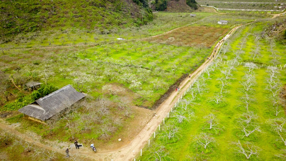 Thung lũng hoa mận Mộc Châu bung nở trước Tết Nguyên đán - 1 Thung lũng hoa mận Mộc Châu bung nở trước Tết Nguyên đán - 1