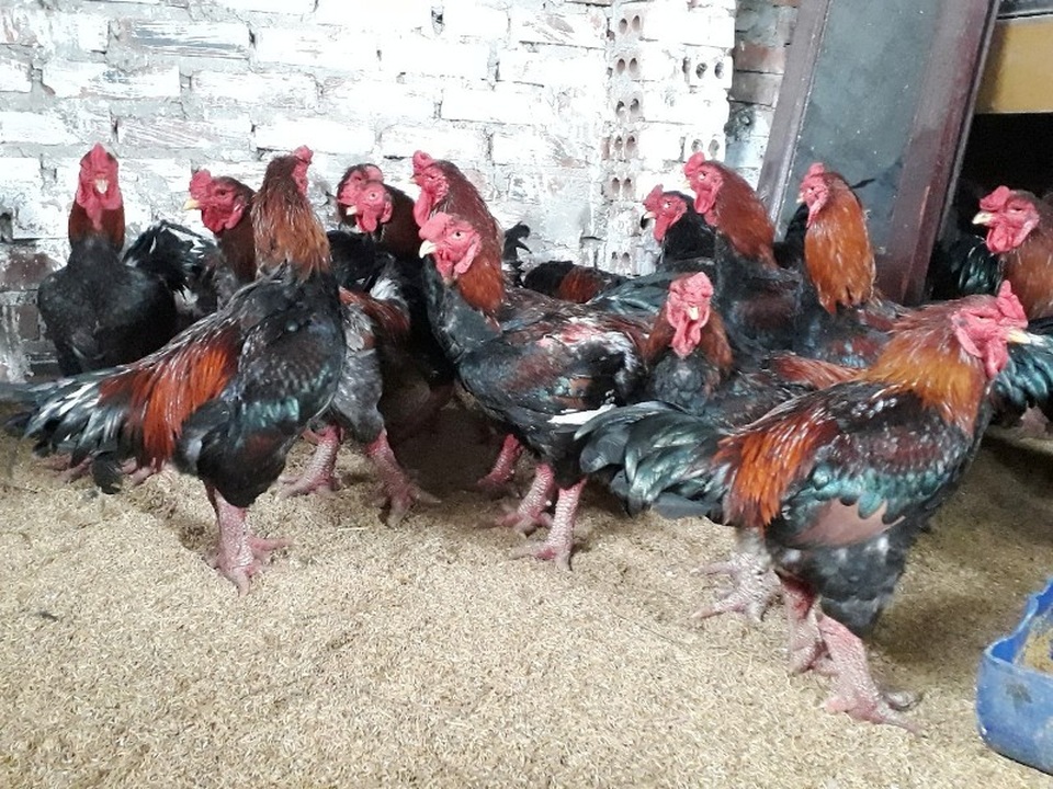 gà Đông Tảo 1.jpg gà Đông Tảo 1.jpg
