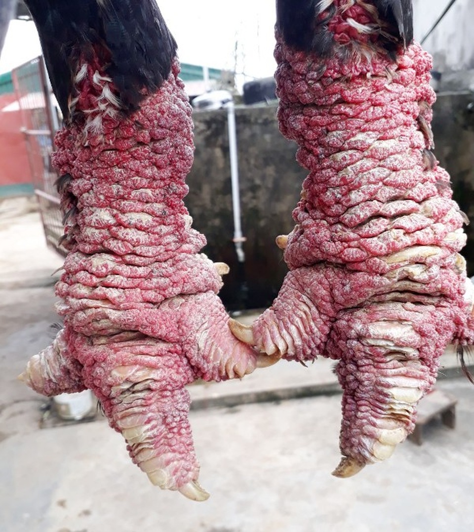 gà Đông Tảo 2.jpg gà Đông Tảo 2.jpg