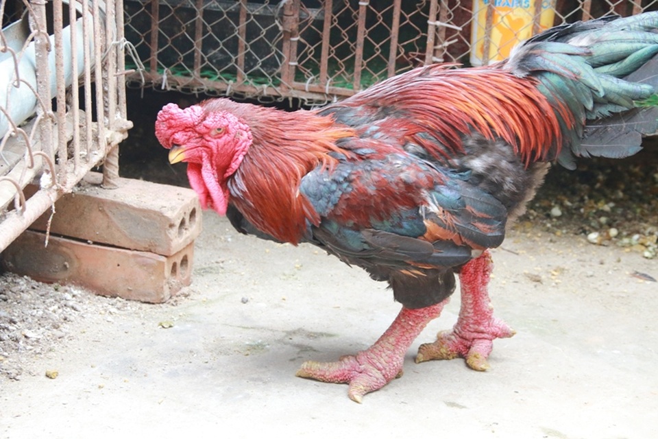 gà Đông Tảo 6.JPG gà Đông Tảo 6.JPG
