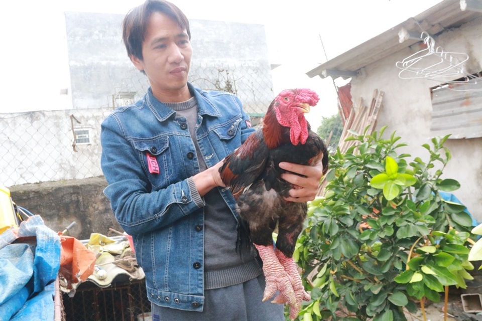 gà Đông Tảo 7.JPG gà Đông Tảo 7.JPG