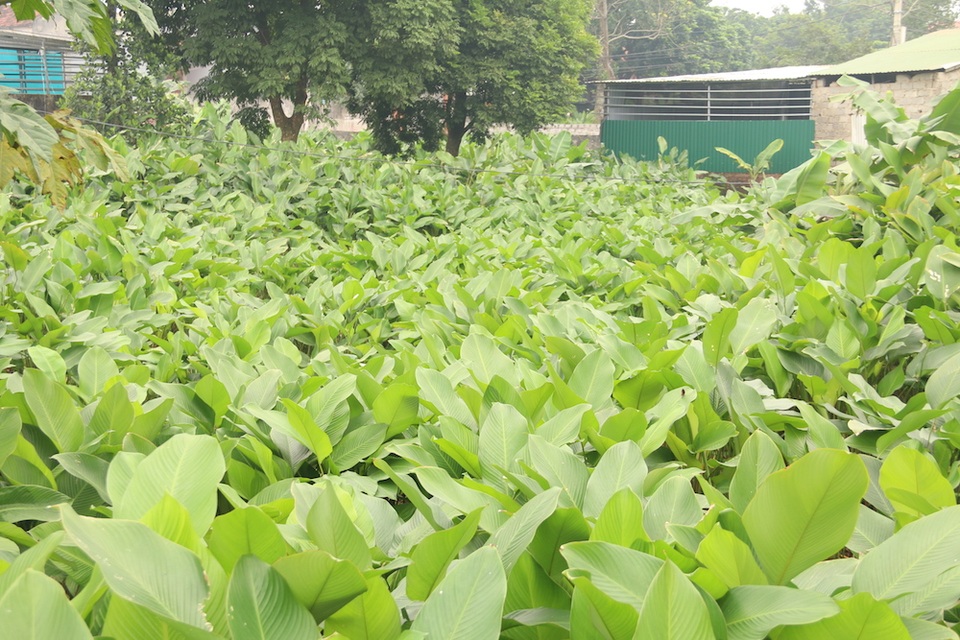 Làng lá dong lớn nhất Hà Nội tất bật vào vụ Tết - 4 Làng lá dong lớn nhất Hà Nội tất bật vào vụ Tết - 4