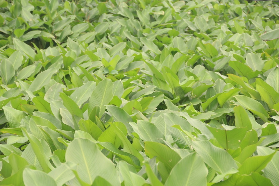 Làng lá dong lớn nhất Hà Nội tất bật vào vụ Tết - 5 Làng lá dong lớn nhất Hà Nội tất bật vào vụ Tết - 5