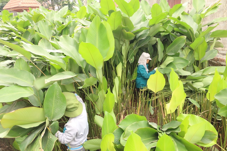 Làng lá dong lớn nhất Hà Nội tất bật vào vụ Tết - 1 Làng lá dong lớn nhất Hà Nội tất bật vào vụ Tết - 1