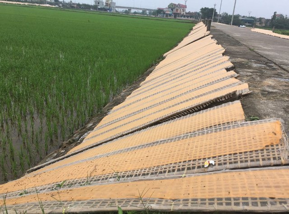 Làng bánh tráng bên sông Gianh hối hả vào vụ Tết - 2 Làng bánh tráng bên sông Gianh hối hả vào vụ Tết - 2