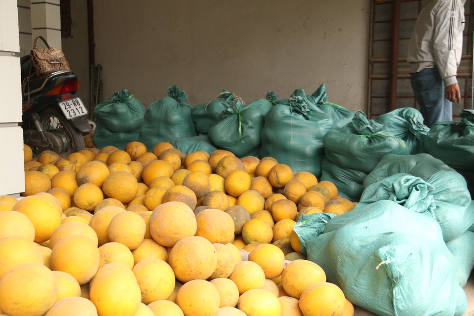 Hoa quả Tết: Hái tận vườn, bán giá khủng vẫn “cháy hàng” - 1