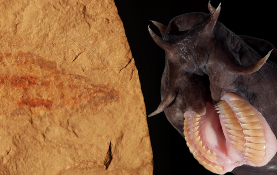 Phát hiện hoá thạch loài cá mù 100 triệu năm tuổi cực hiếm - 1