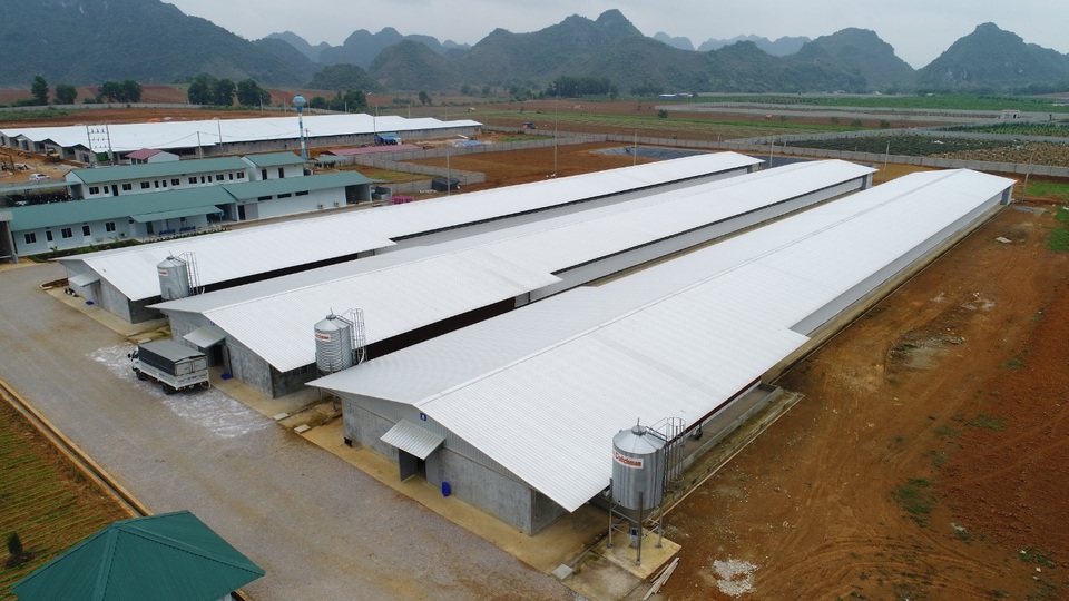 Doanh nghiệp ngoại tiếp sức ngành chăn nuôi Việt Nam vươn ra biển lớn - 3 Doanh nghiệp ngoại tiếp sức ngành chăn nuôi Việt Nam vươn ra biển lớn - 3