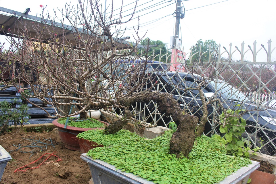 Đào Thất Thốn trên 50 tuổi có giá tới 100 triệu đồng/cây. Đào Thất Thốn trên 50 tuổi có giá tới 100 triệu đồng/cây.