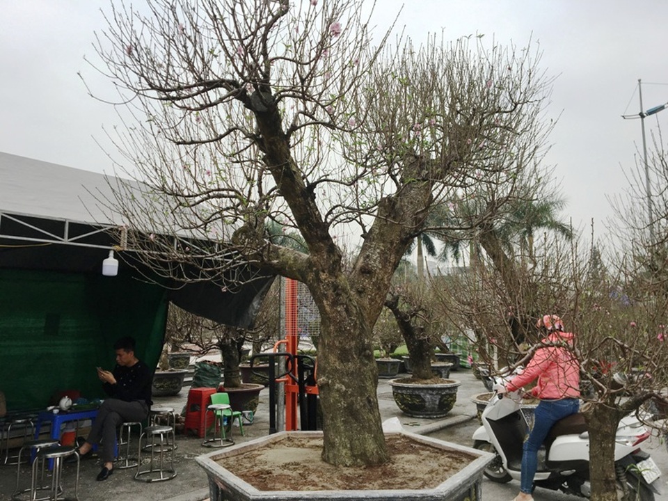 Gốc đào phai cổ thụ được “hét giá” trăm triệu - 10 Gốc đào phai cổ thụ được “hét giá” trăm triệu - 10