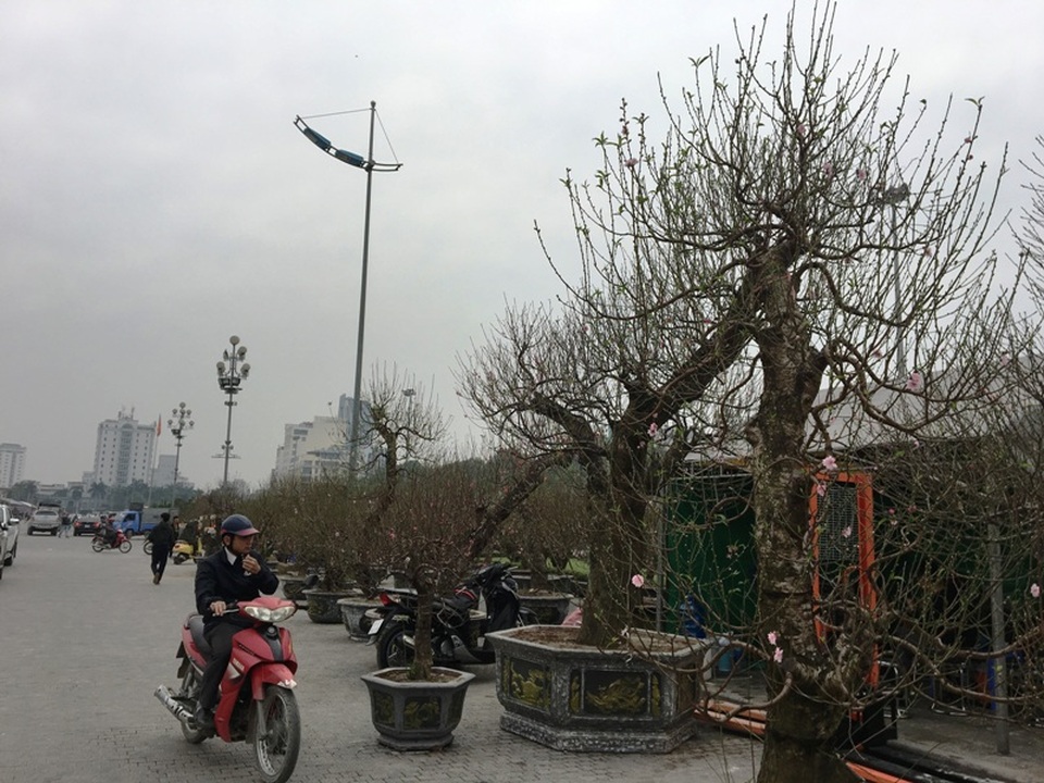 Gốc đào phai cổ thụ được “hét giá” trăm triệu - 13 Gốc đào phai cổ thụ được “hét giá” trăm triệu - 13