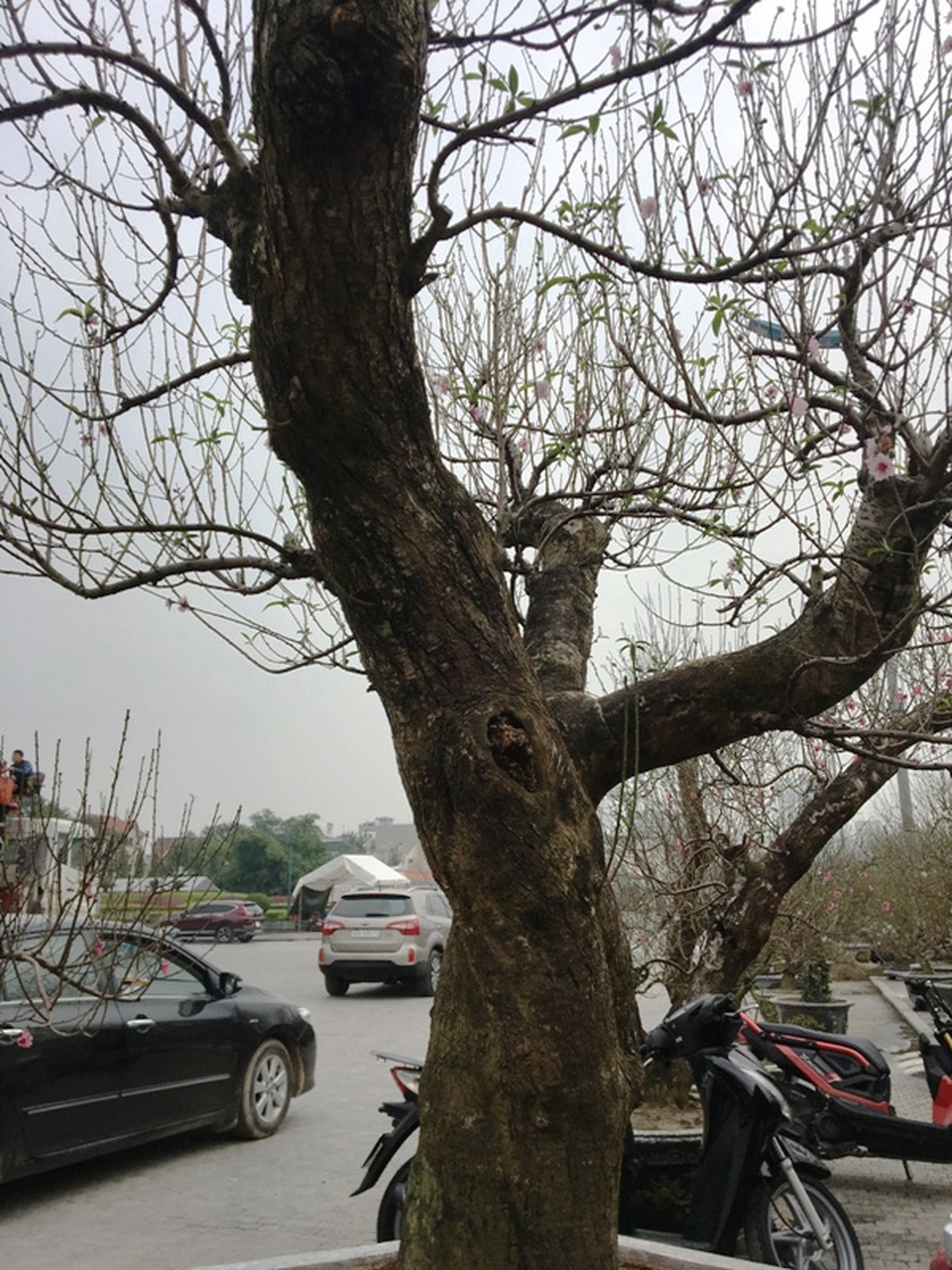Gốc đào phai cổ thụ được “hét giá” trăm triệu - 3 Gốc đào phai cổ thụ được “hét giá” trăm triệu - 3