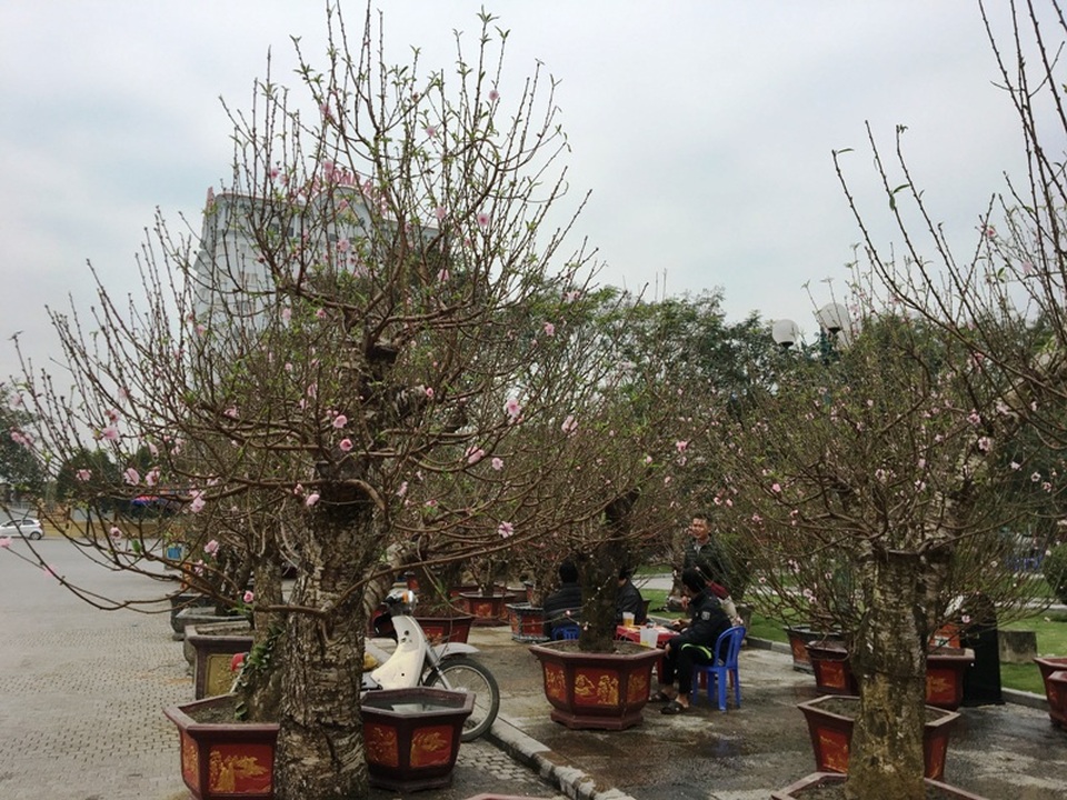Gốc đào phai cổ thụ được “hét giá” trăm triệu - 16 Gốc đào phai cổ thụ được “hét giá” trăm triệu - 16