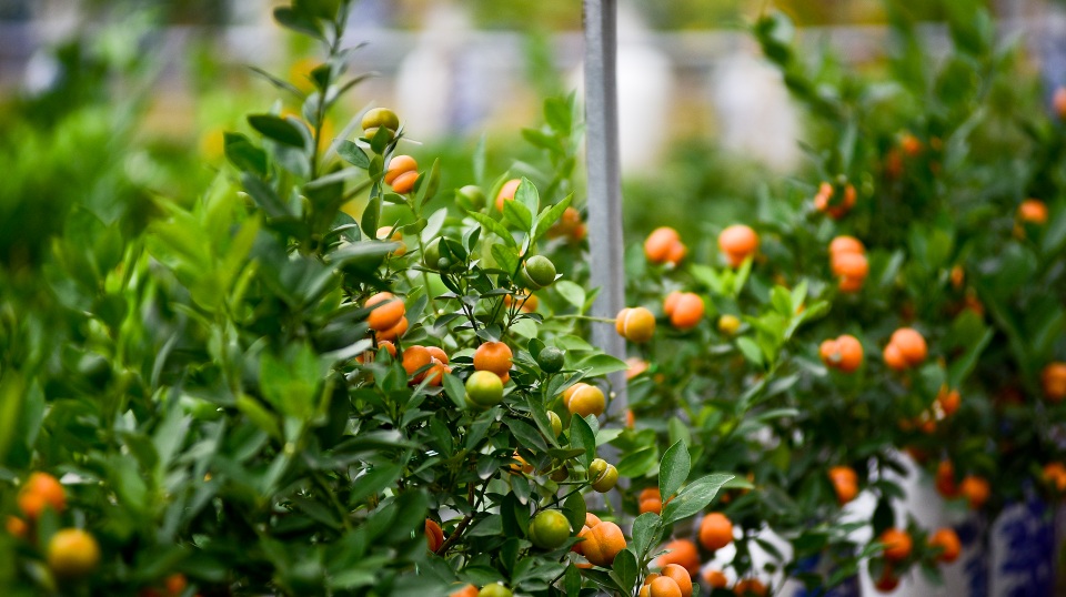 Độc nhất vô nhị quất hình hồ lô cháy hàng dịp Tết - 2 Độc nhất vô nhị quất hình hồ lô cháy hàng dịp Tết - 2