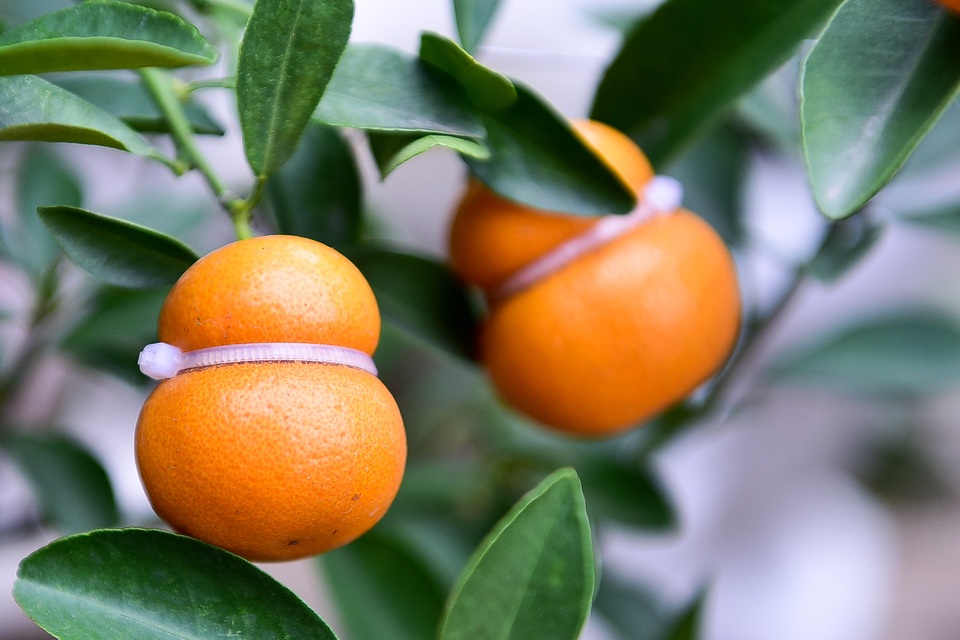 Độc nhất vô nhị quất hình hồ lô cháy hàng dịp Tết - 5 Độc nhất vô nhị quất hình hồ lô cháy hàng dịp Tết - 5