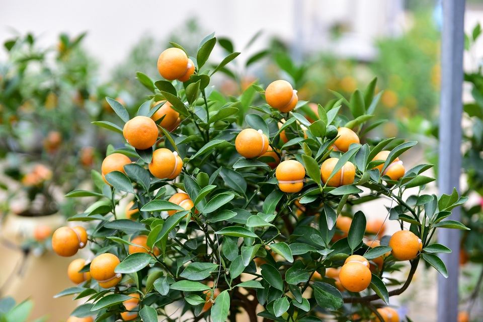 Độc nhất vô nhị quất hình hồ lô cháy hàng dịp Tết - 6 Độc nhất vô nhị quất hình hồ lô cháy hàng dịp Tết - 6