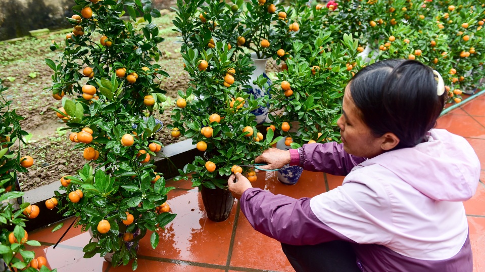 Độc nhất vô nhị quất hình hồ lô cháy hàng dịp Tết - 8 Độc nhất vô nhị quất hình hồ lô cháy hàng dịp Tết - 8