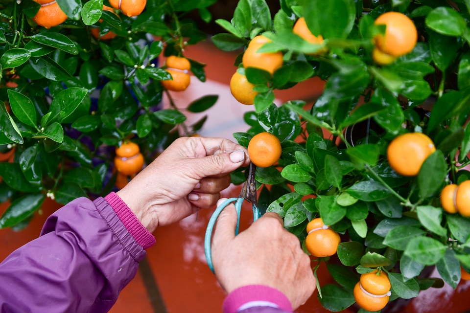 Độc nhất vô nhị quất hình hồ lô cháy hàng dịp Tết - 9 Độc nhất vô nhị quất hình hồ lô cháy hàng dịp Tết - 9