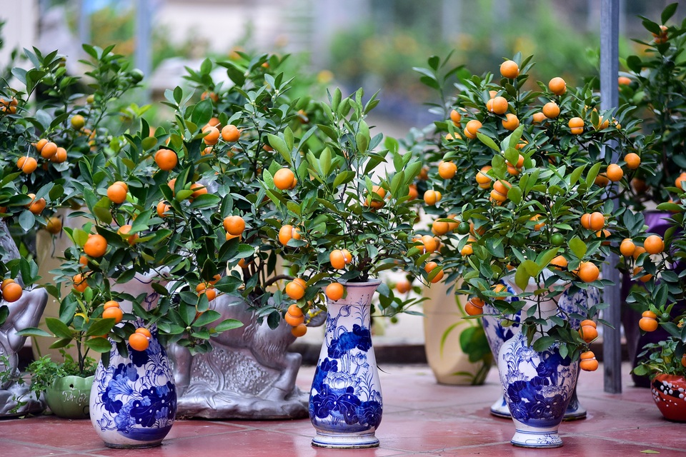 Độc nhất vô nhị quất hình hồ lô cháy hàng dịp Tết - 12 Độc nhất vô nhị quất hình hồ lô cháy hàng dịp Tết - 12