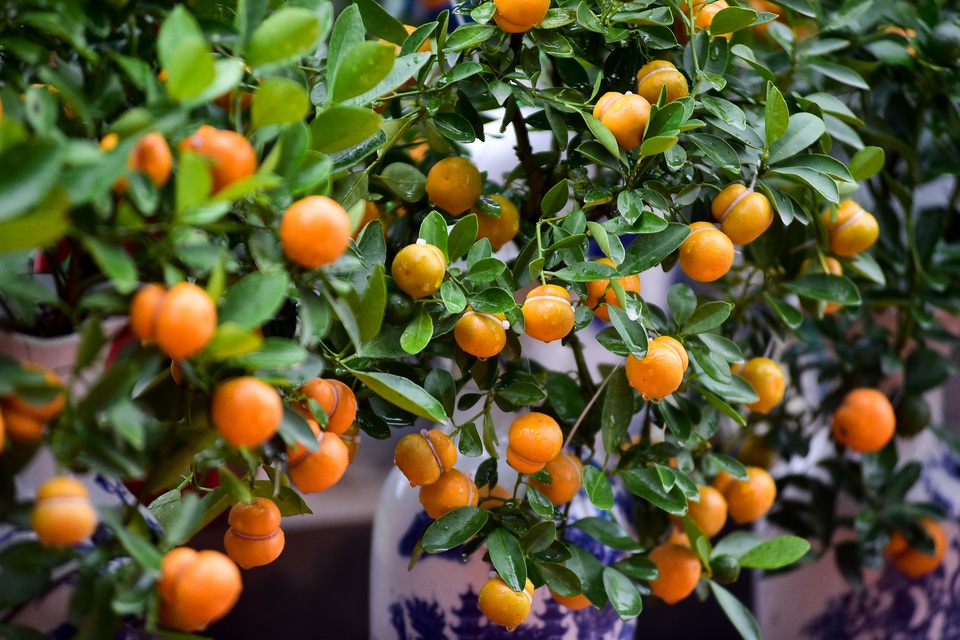 Độc nhất vô nhị quất hình hồ lô cháy hàng dịp Tết - 4 Độc nhất vô nhị quất hình hồ lô cháy hàng dịp Tết - 4