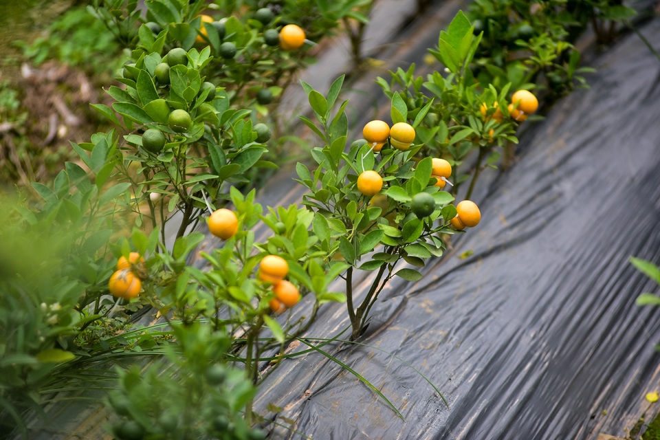 Độc nhất vô nhị quất hình hồ lô cháy hàng dịp Tết - 11 Độc nhất vô nhị quất hình hồ lô cháy hàng dịp Tết - 11