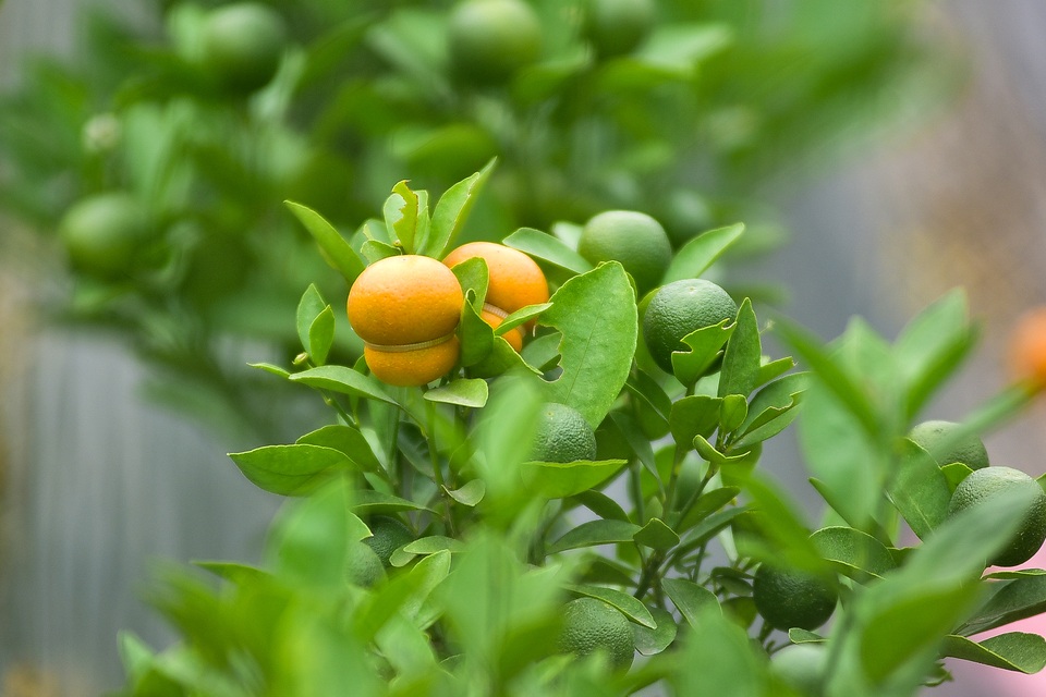 Độc nhất vô nhị quất hình hồ lô cháy hàng dịp Tết - 10 Độc nhất vô nhị quất hình hồ lô cháy hàng dịp Tết - 10