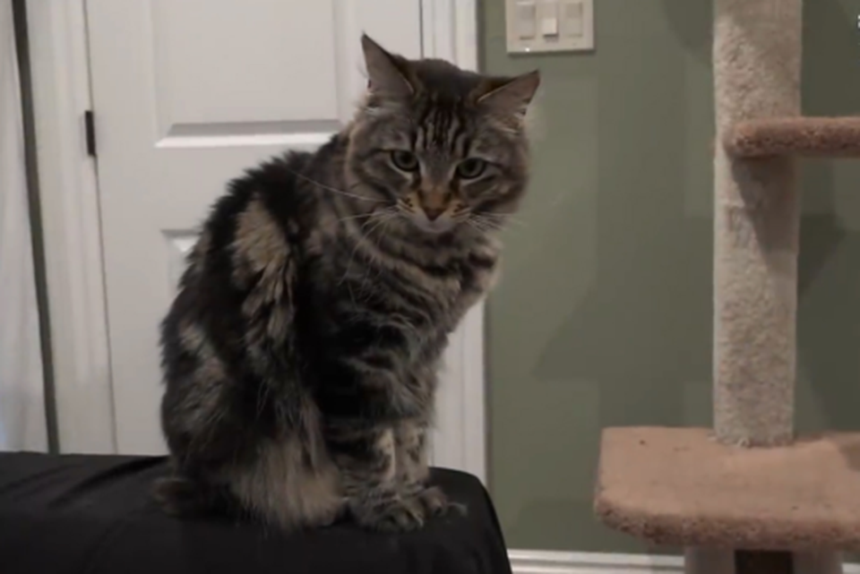 Người đàn ông chi gần 35 triệu/tháng thuê nhà... cho mèo ở - 3