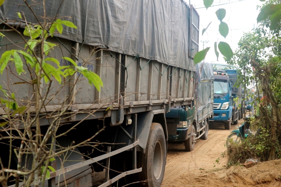 “Thủ phủ” quất miền Trung tất bật đưa Tết xuống phố - 2