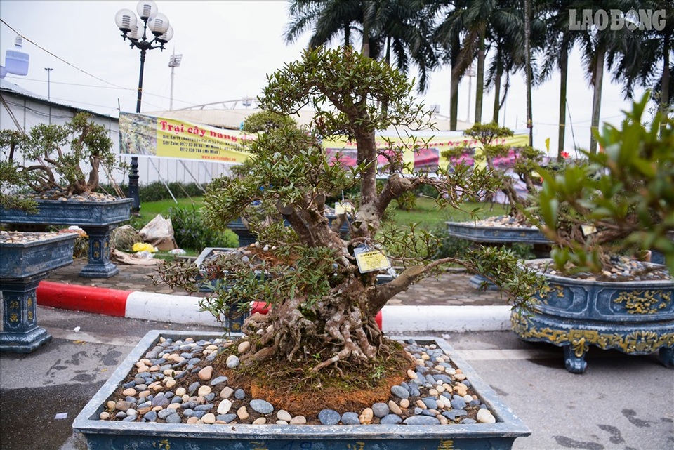 Độc lạ cây đỗ quyên 400 năm tuổi, được quát giá gần 1 tỉ đồng tại Hà Nội - 1 Độc lạ cây đỗ quyên 400 năm tuổi, được quát giá gần 1 tỉ đồng tại Hà Nội - 1