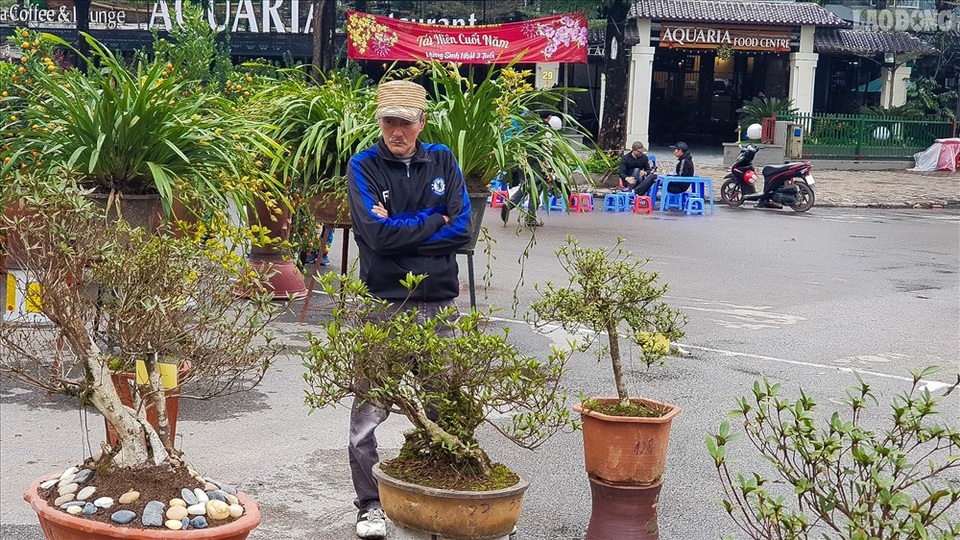 Độc lạ cây đỗ quyên 400 năm tuổi, được quát giá gần 1 tỉ đồng tại Hà Nội - 11 Độc lạ cây đỗ quyên 400 năm tuổi, được quát giá gần 1 tỉ đồng tại Hà Nội - 11