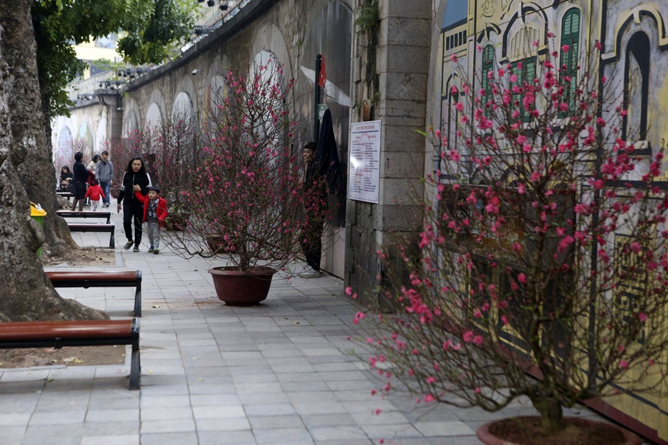 Chợ hoa phố cổ Hà Nội nhộn nhịp đón Tết - 14 Chợ hoa phố cổ Hà Nội nhộn nhịp đón Tết - 14