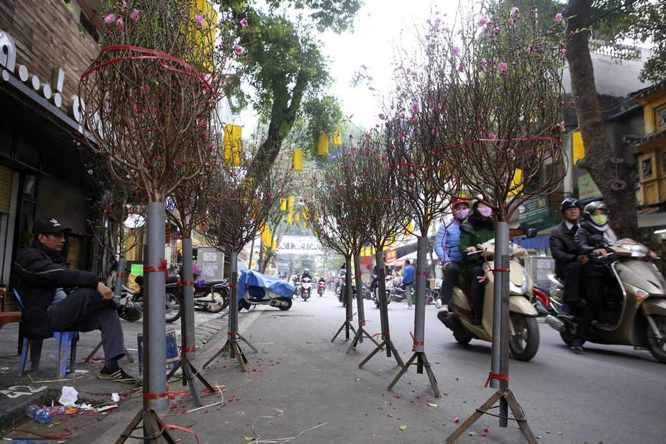 Chợ hoa phố cổ Hà Nội nhộn nhịp đón Tết - 4 Chợ hoa phố cổ Hà Nội nhộn nhịp đón Tết - 4