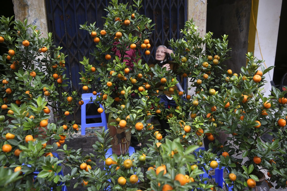 Chợ hoa phố cổ Hà Nội nhộn nhịp đón Tết - 6 Chợ hoa phố cổ Hà Nội nhộn nhịp đón Tết - 6