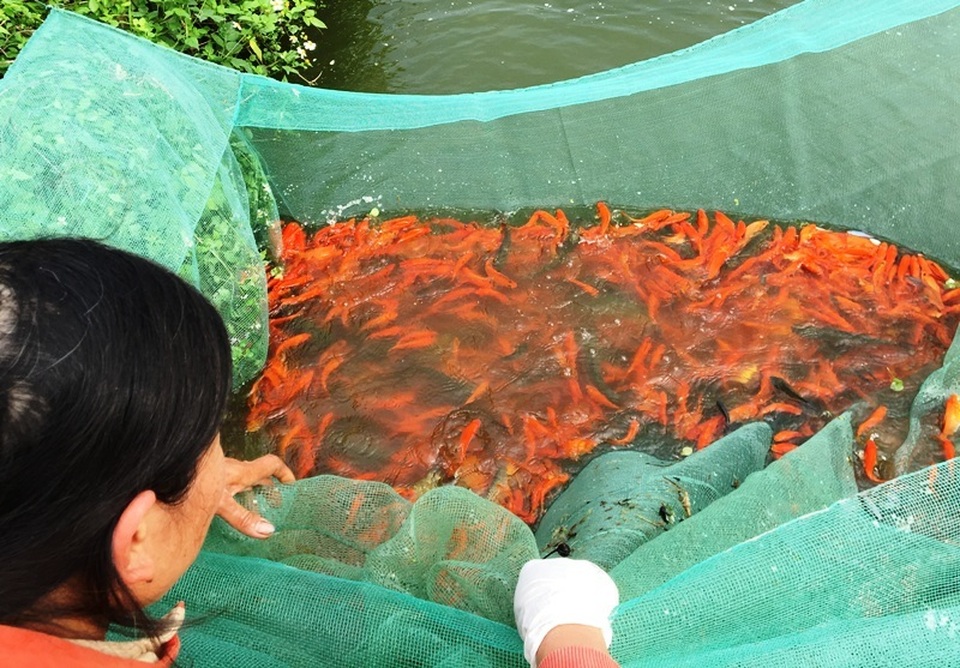 tet ong cong ong tao tet ong cong ong tao