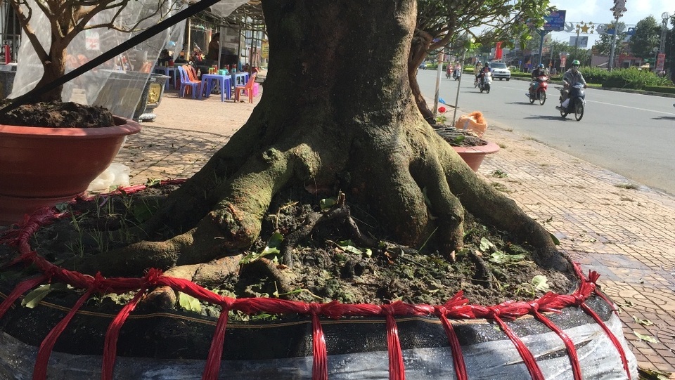 Gốc mai to 1,2 mét